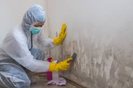 Why You Should Choose Our Mold Remediation Services in Edneyville, NC